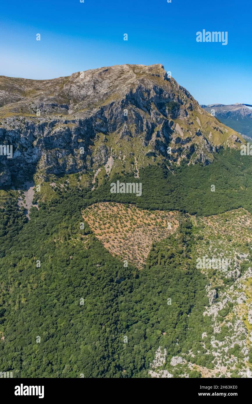 Luftbild, Waldgebiet im tramuntana-Gebirge, Pollença, mallorca, balearen, spanien Stockfoto