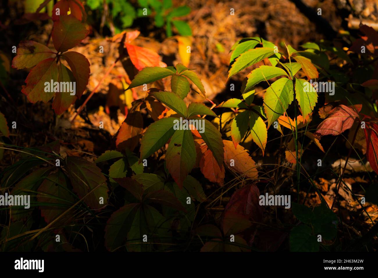 Langsam kommt der Herbst, die ersten Blätter im Wald sind bunt gefärbt Stockfoto