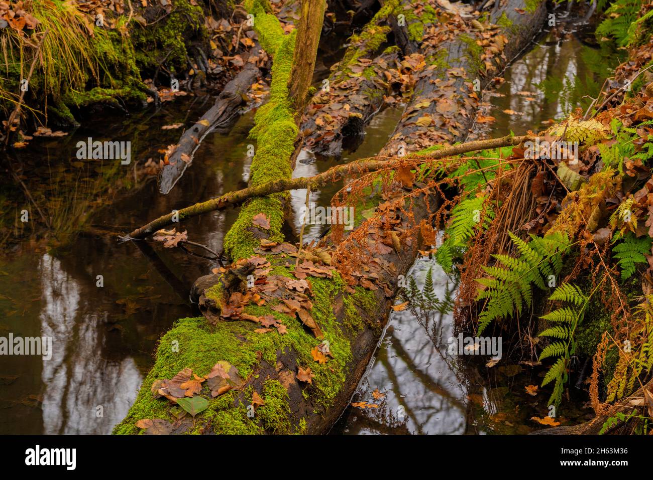 Alter toter moosbedeckter Baum im Herbst in einem Flussbett Stockfoto