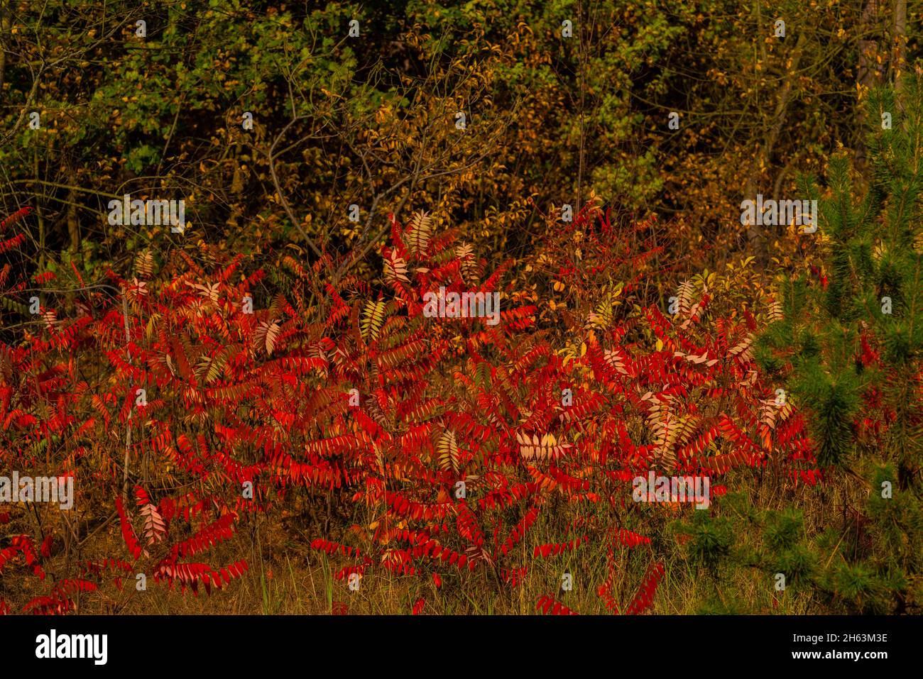 Herbstfarben, leuchtend rote und orange verfärbte Blätter auf einem Essigbaum im Herbst in einem Wald Stockfoto