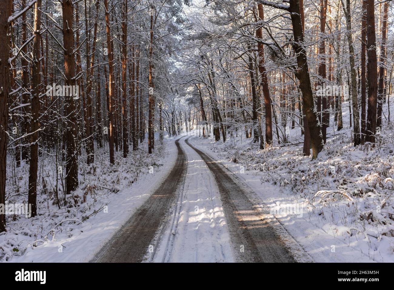 Verschneite Waldstraße im Winter, schneebedeckte Bäume, Winterlandschaft, Licht und Schatten Stockfoto