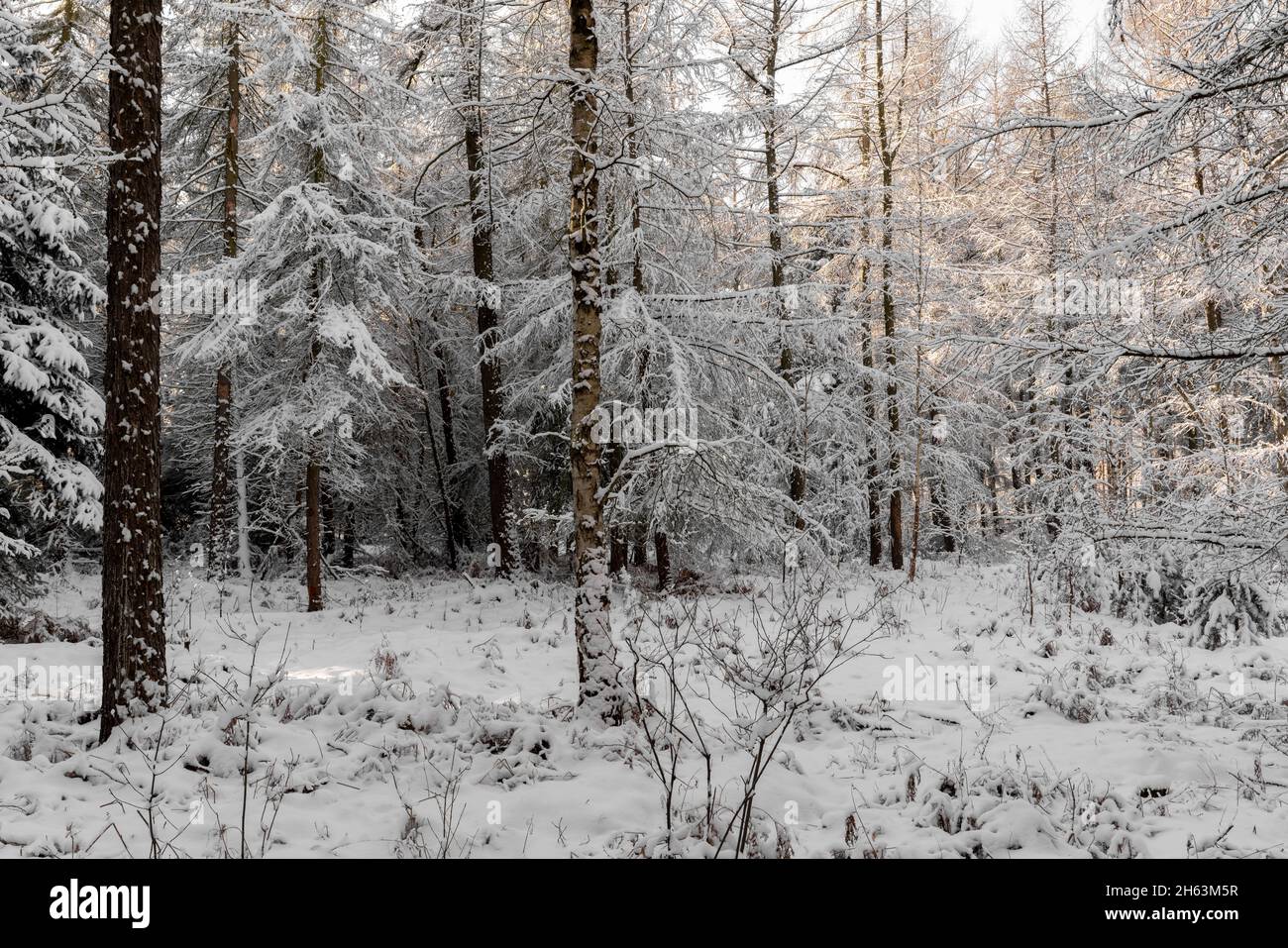 Schneebedeckter Fichtenwald im Winter, schneebedeckte Bäume Stockfoto