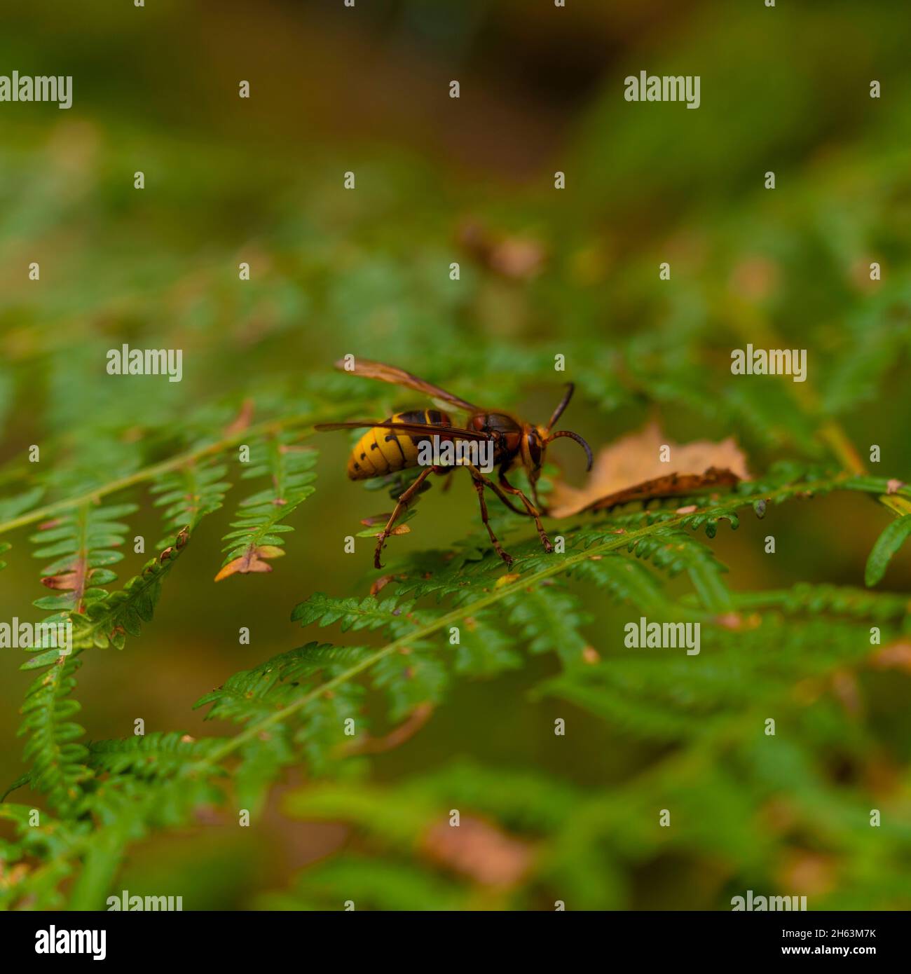 hornet auf einer Farnpflanze im Herbst, geringe Schärfentiefe, 1:1-Format Stockfoto