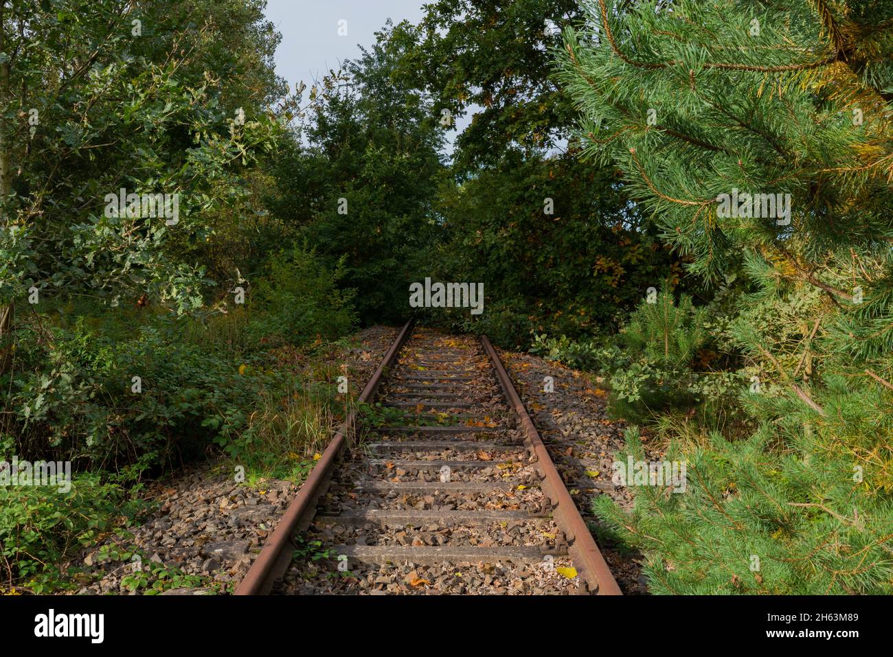 Alte ungenutzte Bahngleise, von Bäumen bewachsene Bahngleise Stockfoto