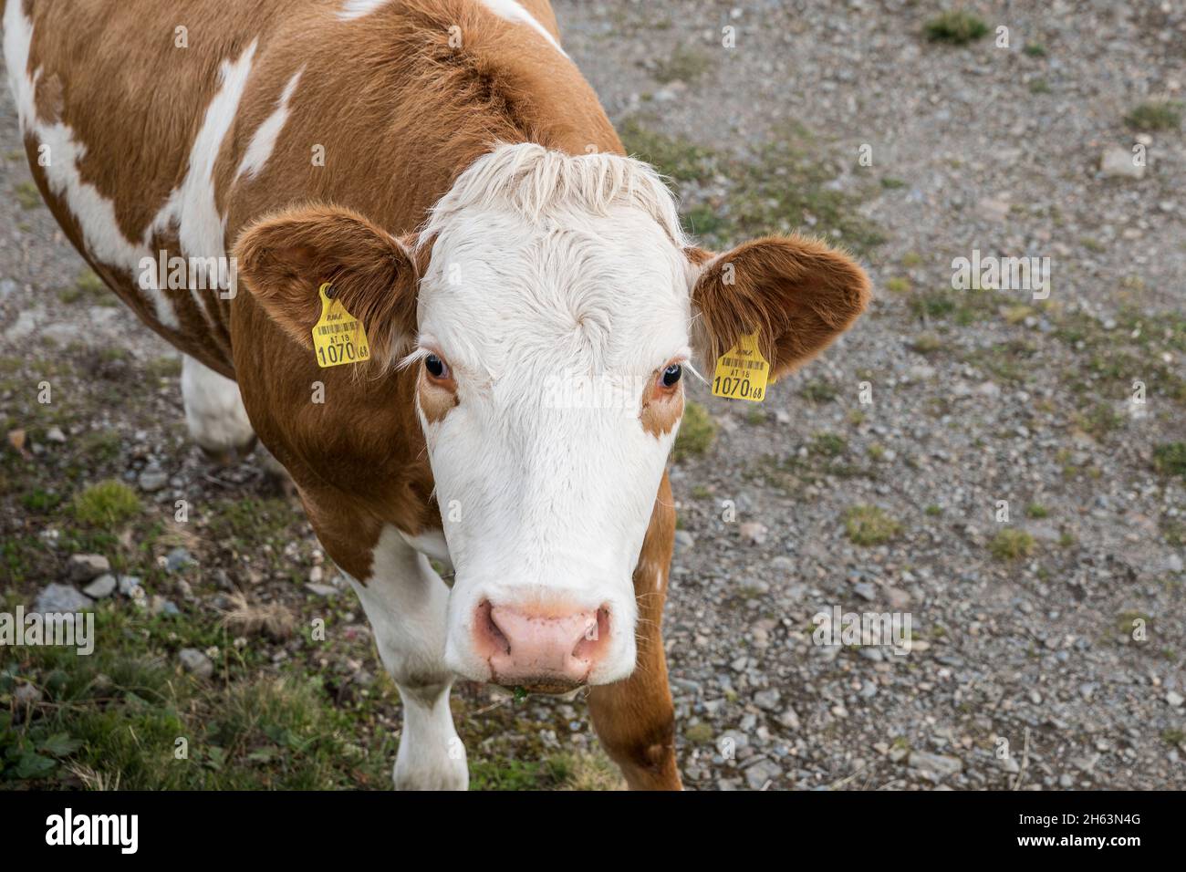 Kuh mit Ohrmarken schaut auf die Kamera,tirol,österreich Stockfoto