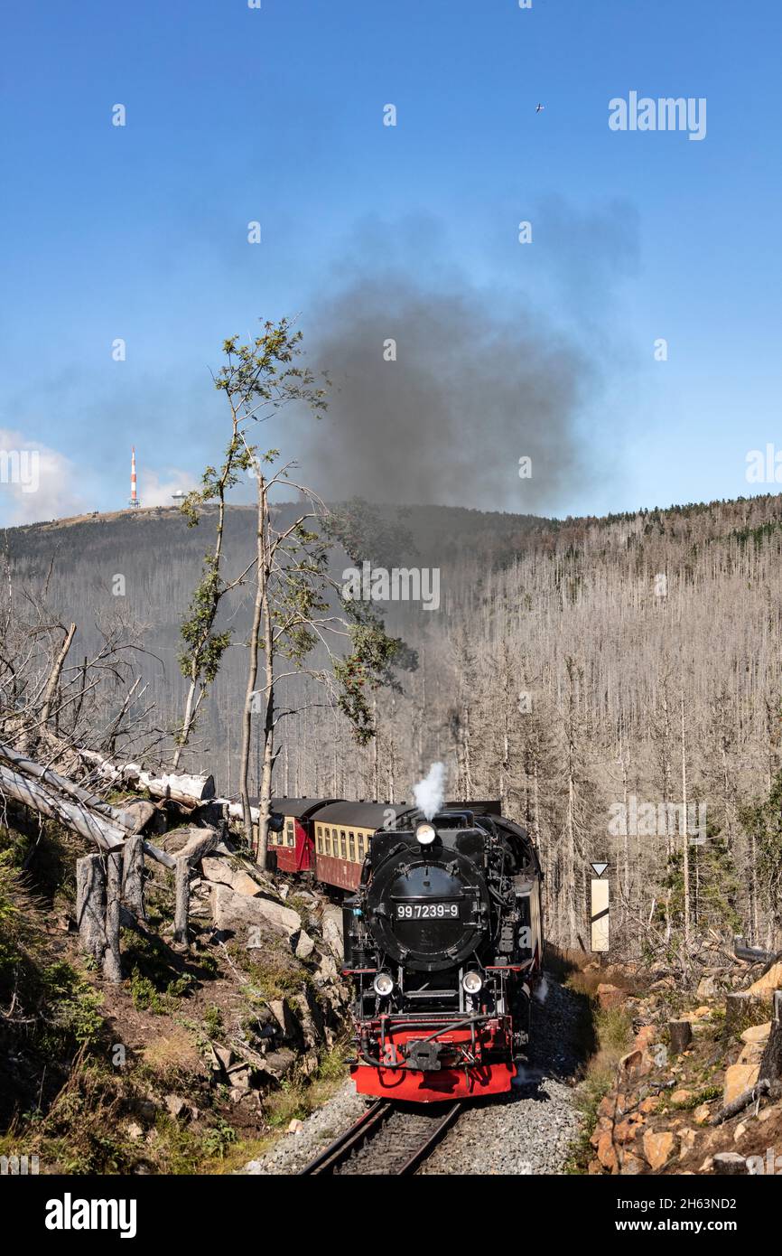 deutschland, sachsen-anhalt, brocken, wernigerode, schierke, Personenzug 8927 fährt in enger Kurve, Dampflokomotive, tote Bäume, brockengipfel (Hintergrund) Stockfoto