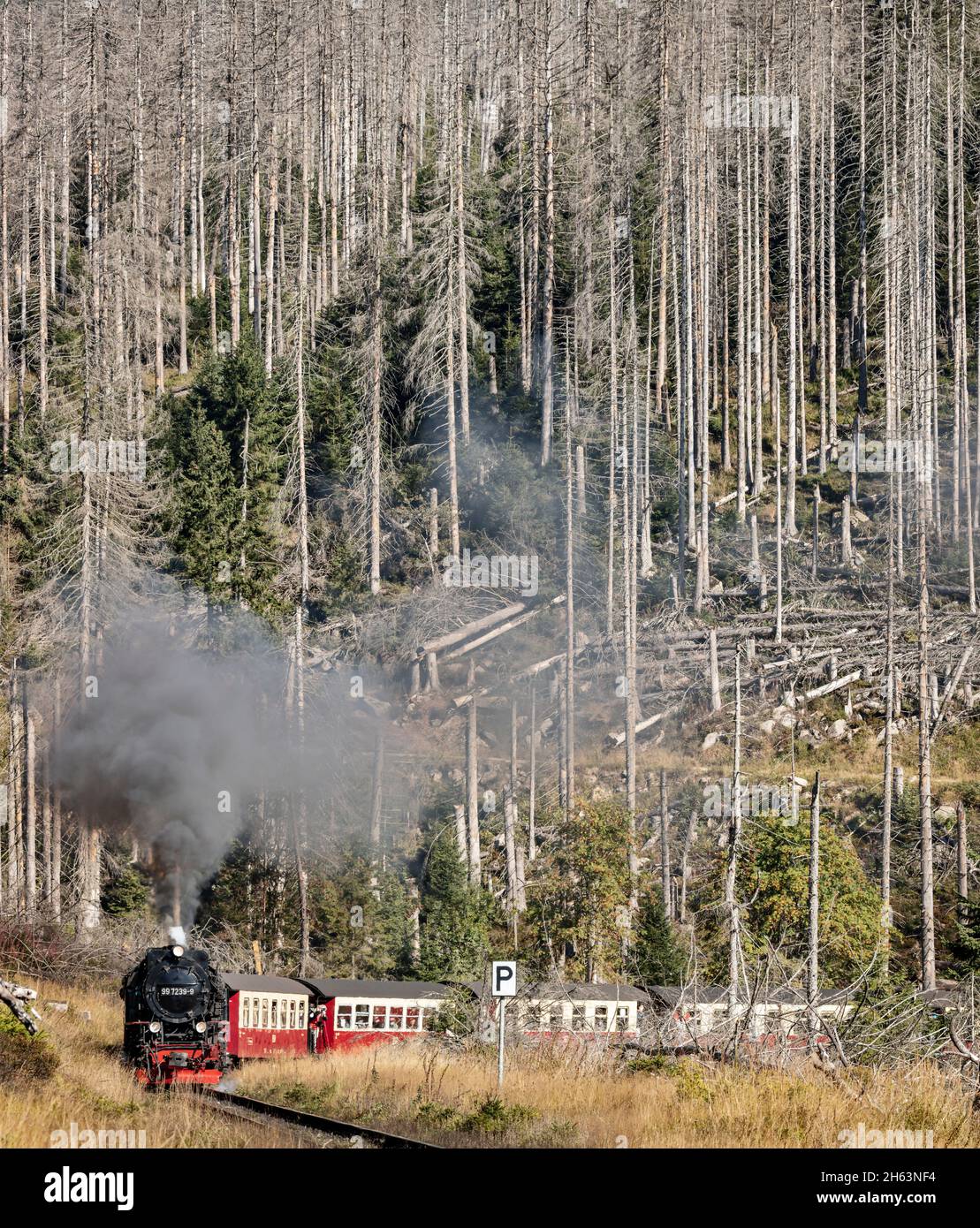 deutschland, sachsen-anhalt, brocken, wernigerode, schierke, Personenzug 8931 fährt durch eine Kurve, Dampflokomotive, tote Bäume Stockfoto