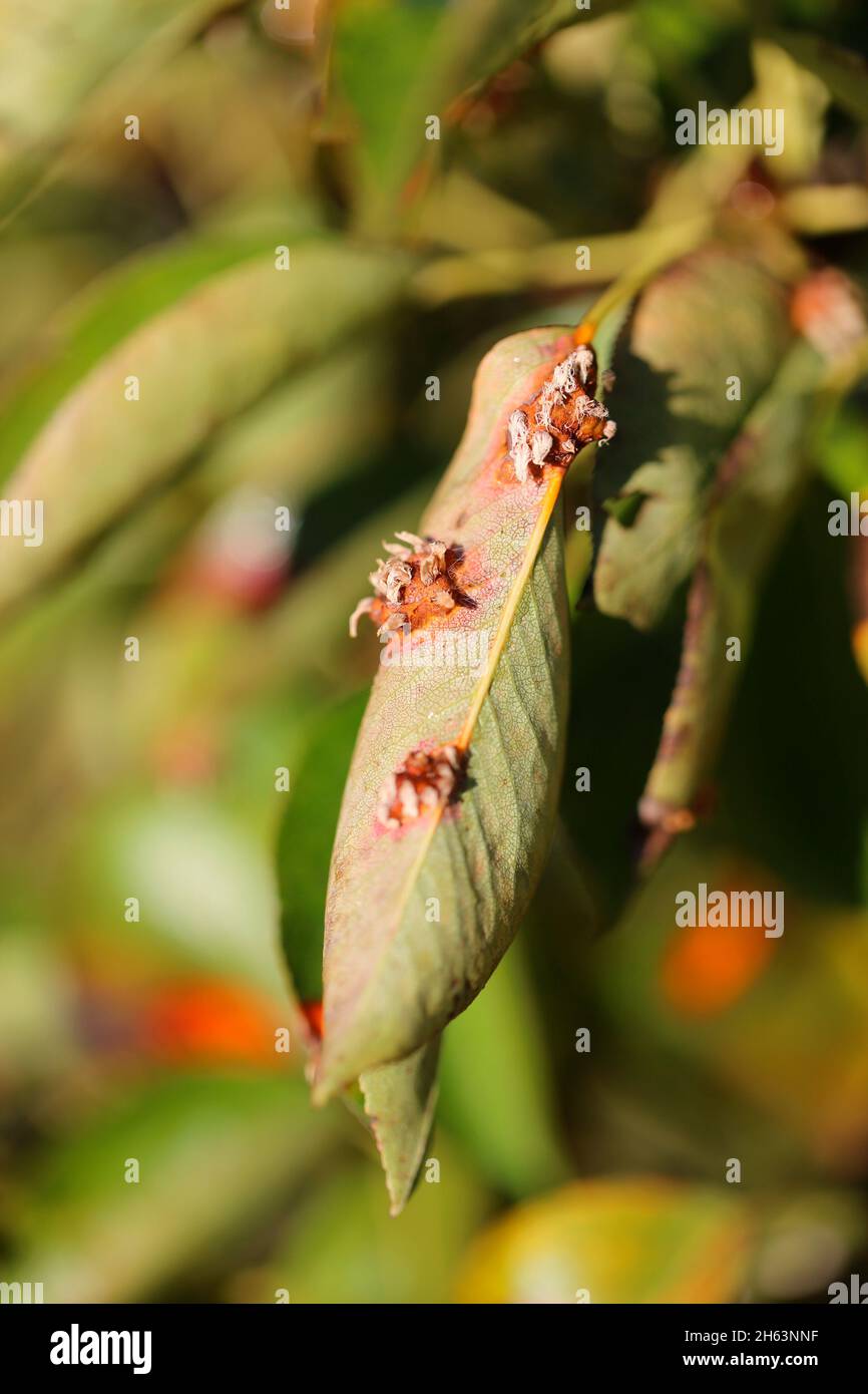 Sporenlagerung des Birnenrost (gymnosporangium fuscum syn. Gymnosporangium sabinae) auf Birnenblättern im Hausgarten Stockfoto