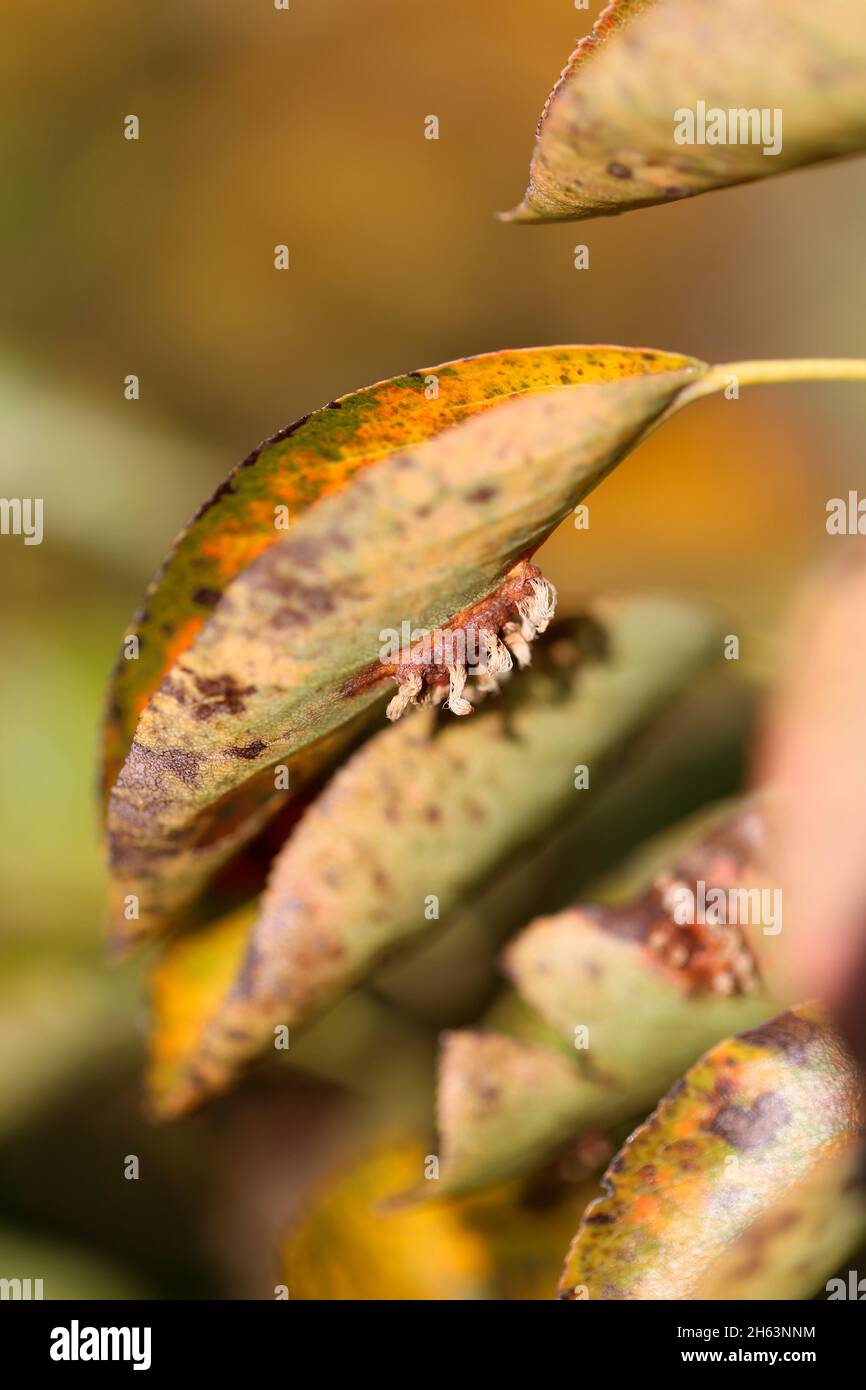 Sporenlagerung des Birnenrost (gymnosporangium fuscum syn. Gymnosporangium sabinae) auf Birnenblättern im Hausgarten Stockfoto