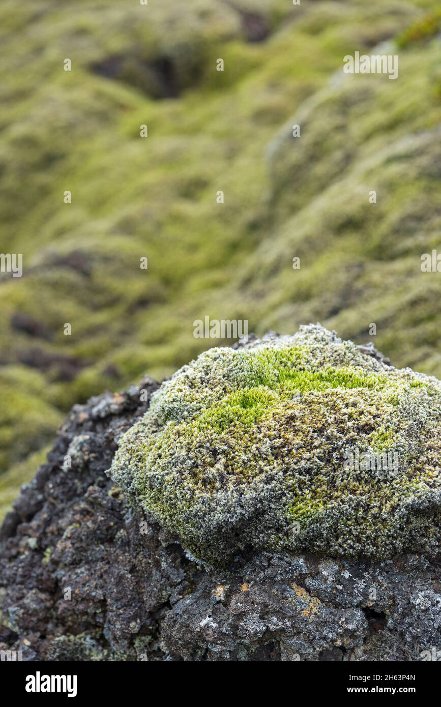 Mooskissen bedecken das Lavagestein auf der Halbinsel reykjanes, island, Südwest-island Stockfoto