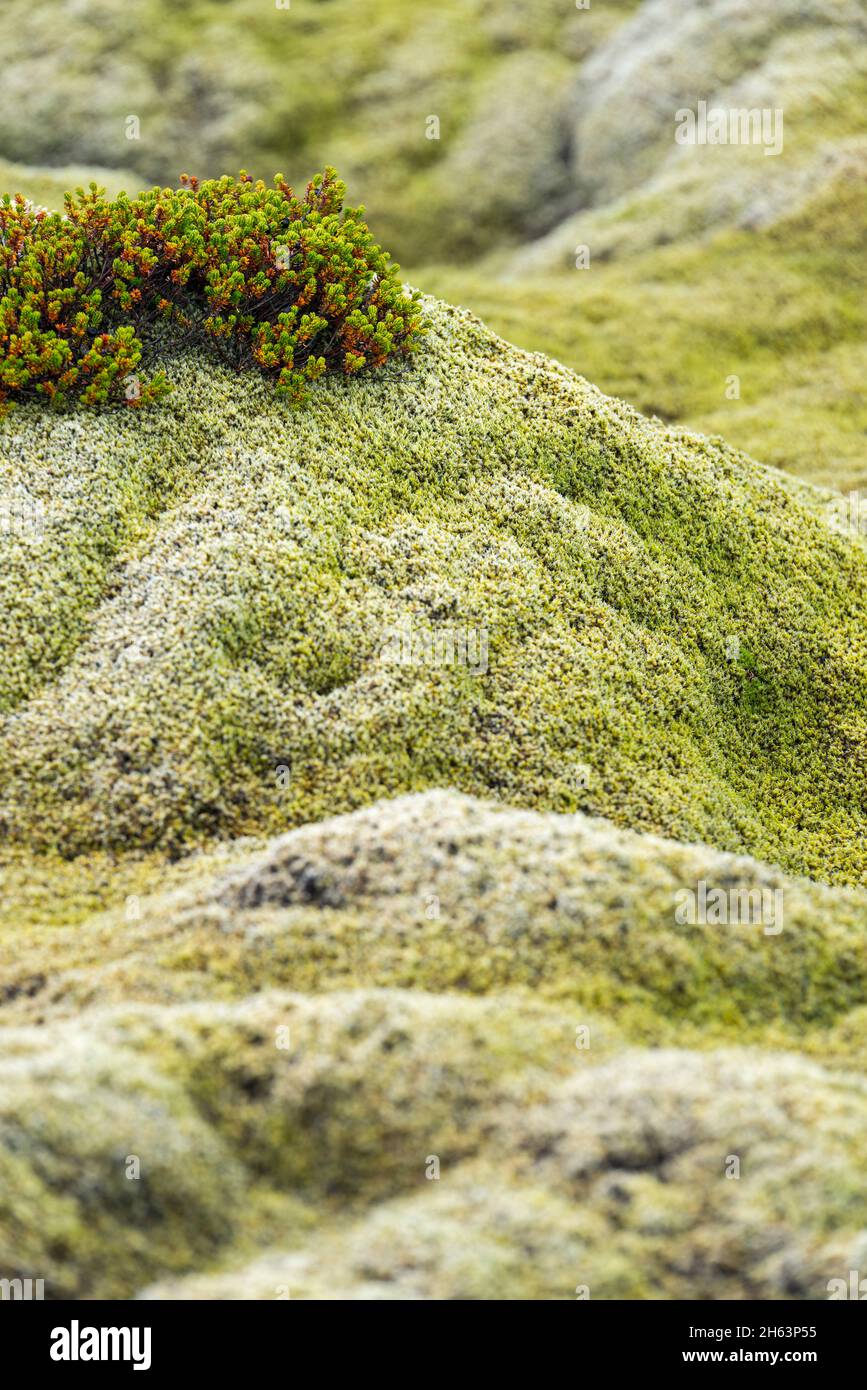 Mooskissen bedecken das Lavagestein auf der Halbinsel reykjanes, island, Südwest-island Stockfoto