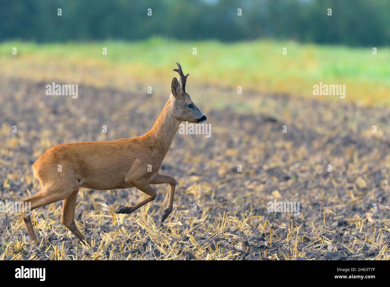 roebuck (Capreolus capreolus) auf einem Feld, august, Sommer, hessen, deutschland Stockfoto