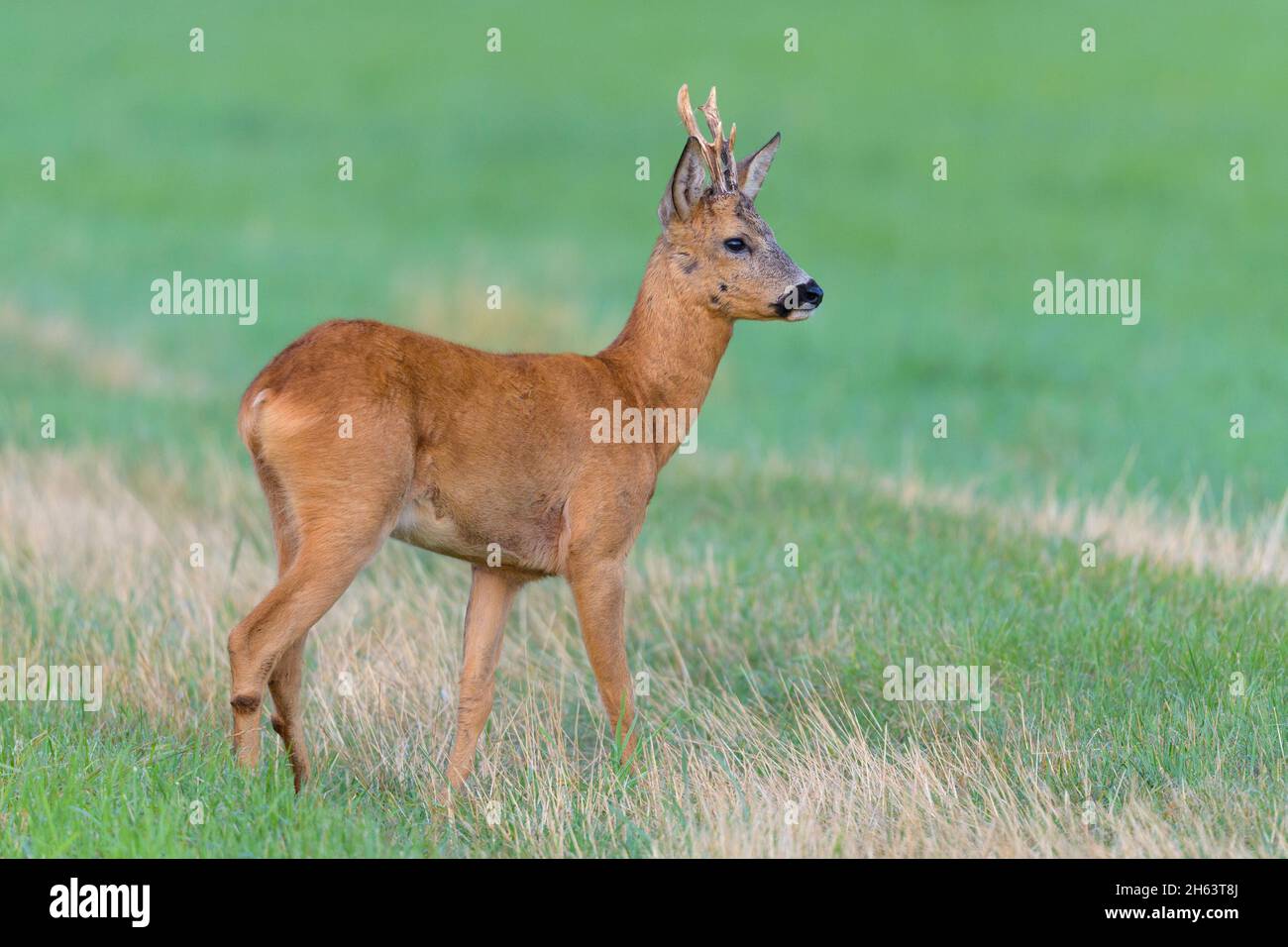 roebuck (Capreolus capreolus) auf einer Wiese,august,Sommer,hessen,deutschland Stockfoto