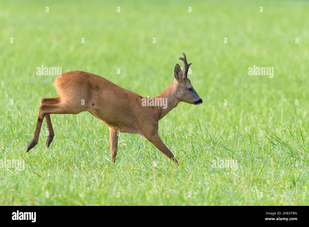 roebuck (Capreolus capreolus) auf einer Wiese,august,Sommer,hessen,deutschland Stockfoto