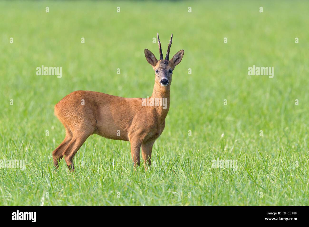 roebuck (Capreolus capreolus) auf einer Wiese,august,Sommer,hessen,deutschland Stockfoto