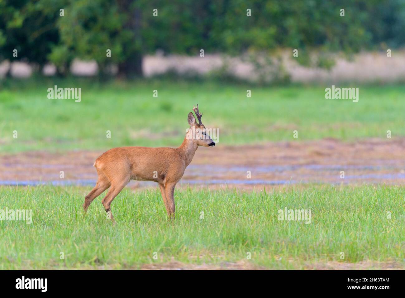 roebuck (Capreolus capreolus) auf einer Wiese,august,Sommer,hessen,deutschland Stockfoto