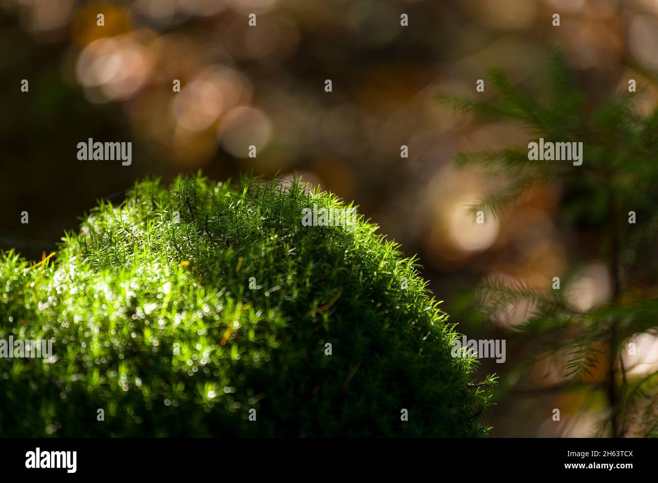Die grünen Sternchen der Widertonmoos (polytrichum) leuchten im Sonnenlicht, im Wald am Totengrund, Naturschutzgebiet bei bispingen, Naturpark lüneburger Heide, deutschland, niedersachsen Stockfoto
