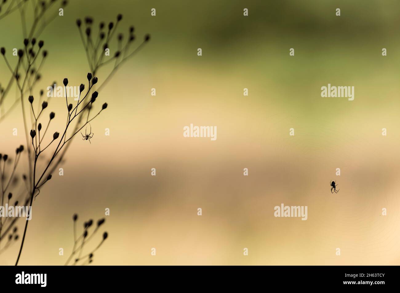 Kleine Spinnen seilen sich auf den getrockneten Samenköpfen des Regenkohls ab, Naturschutzgebiet bei bispingen, Naturpark lüneburger Heide, deutschland, niedersachsen Stockfoto