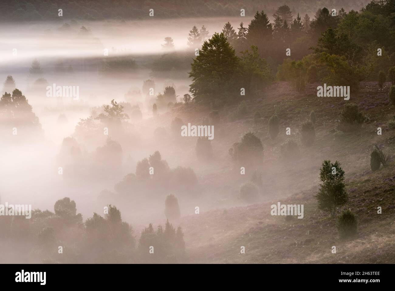 Morgenstimmung im Totengrund, Nebelschleier ziehen durch das Talbecken, Bäume und Wacholderbüsche erscheinen schattig im Nebel, Naturschutzgebiet bei wilsede bei bispingen, Naturpark lüneburger Heide, deutschland, niedersachsen Stockfoto