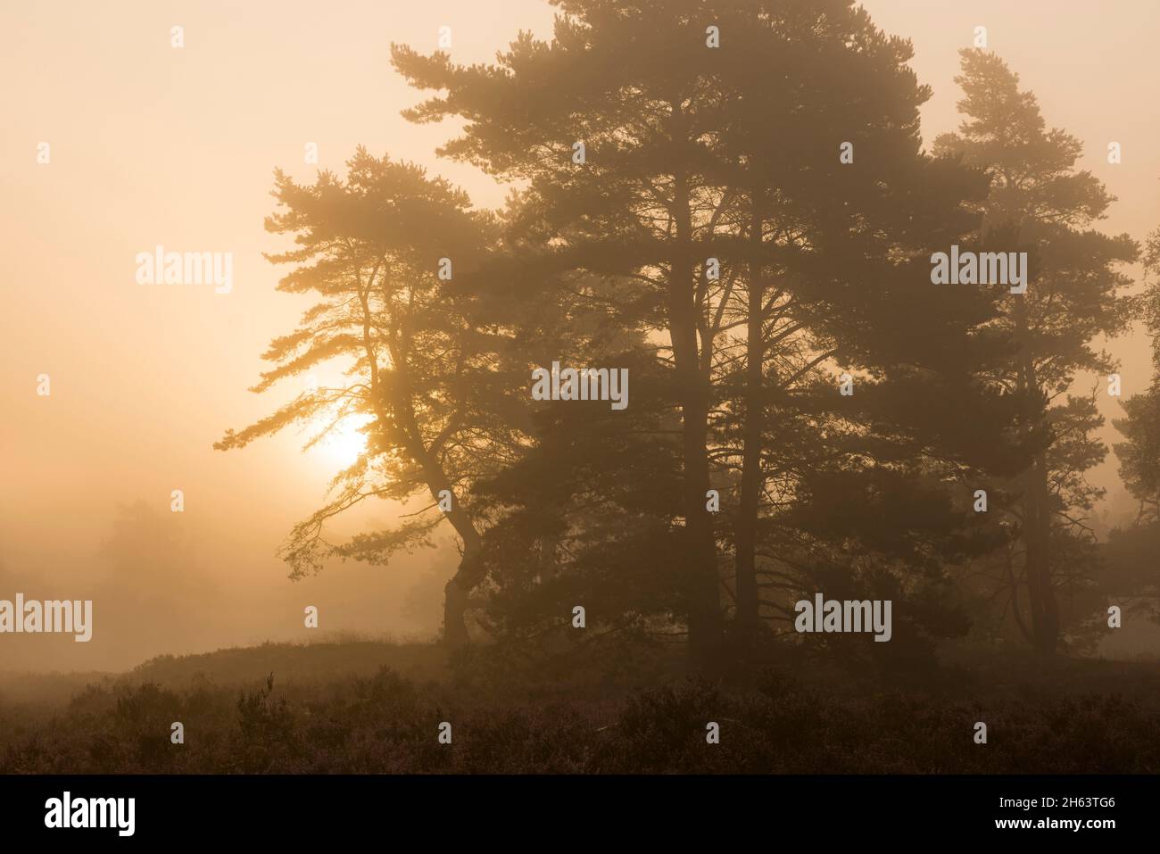 Pinienhaine in der behringer heide,Sonnenaufgang und Nebelstimmung,Naturschutzgebiet bei behringen bei bispingen,naturpark lüneburger Heide,deutschland,niedersachsen Stockfoto