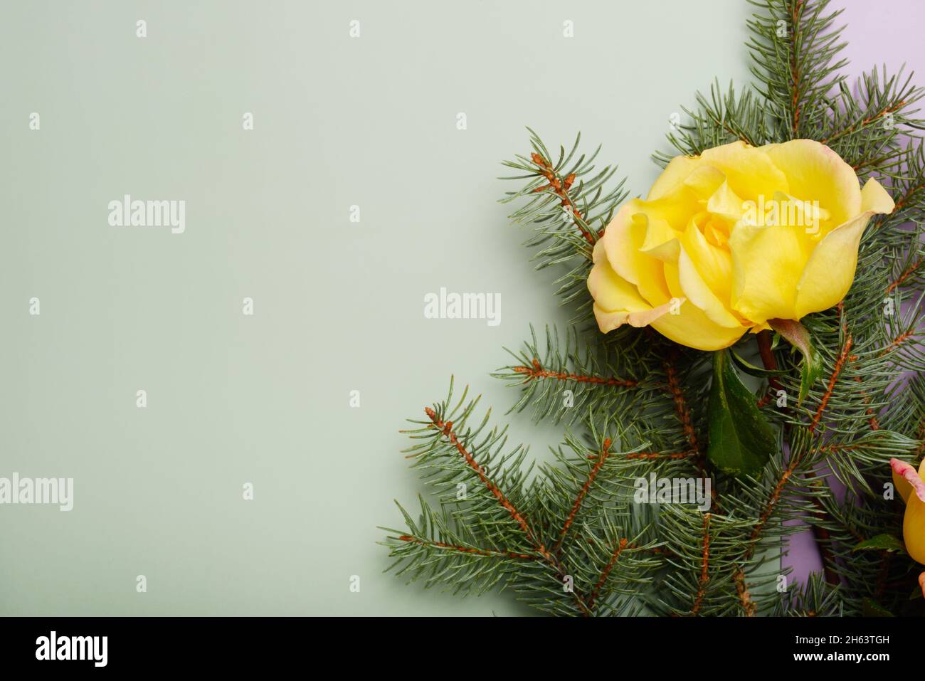 Weihnachten grün Rahmen Hintergrund aus Kiefernbaum Zweig mit gelben Rose, top wiw, close up. Stockfoto