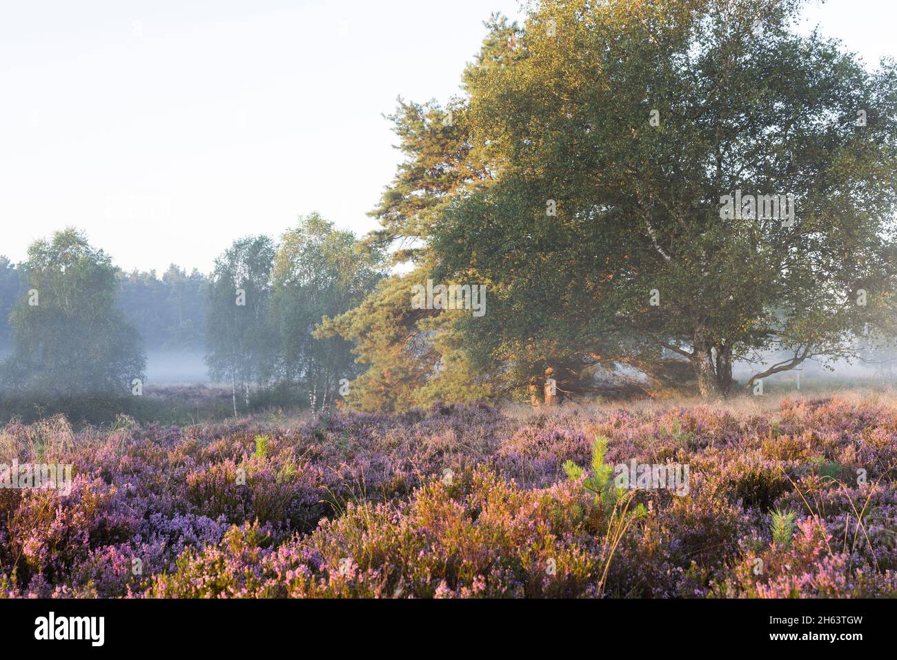 Morgenstimmung in der behringer heide,Morgensonne und Nebel,blühende Heidekraut (calluna vulgaris),Naturschutzgebiet bei behringen bei bispingen,naturpark lüneburger Heide,deutschland,niedersachsen Stockfoto