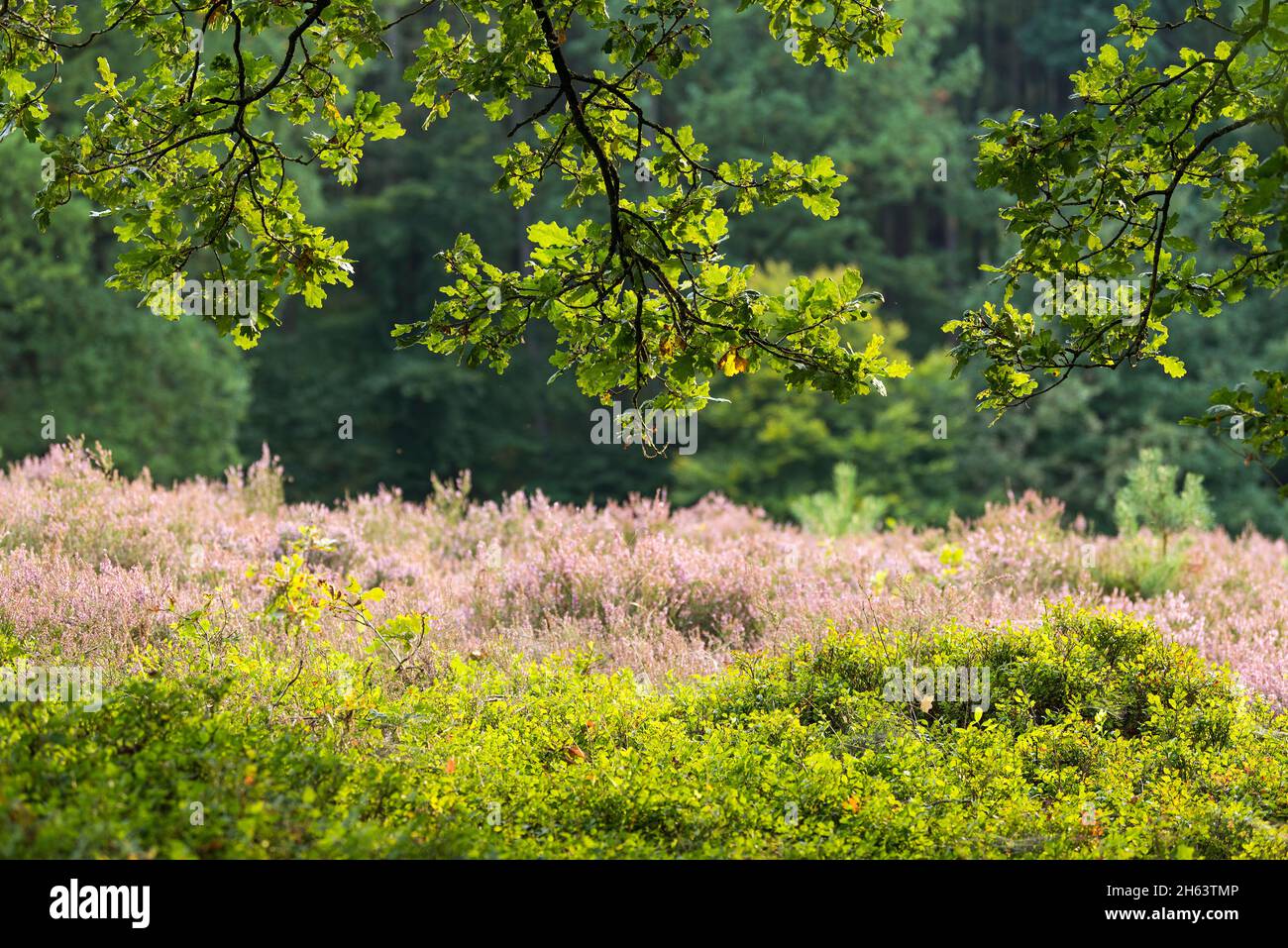 Eichenzweige, Heidelbeersträucher und blühende Heide, Abendlicht, Birkenbank Heide zwischen egestorf und sudermühlen bei hanstedt, Naturpark lüneburger Heide, deutschland, niedersachsen Stockfoto