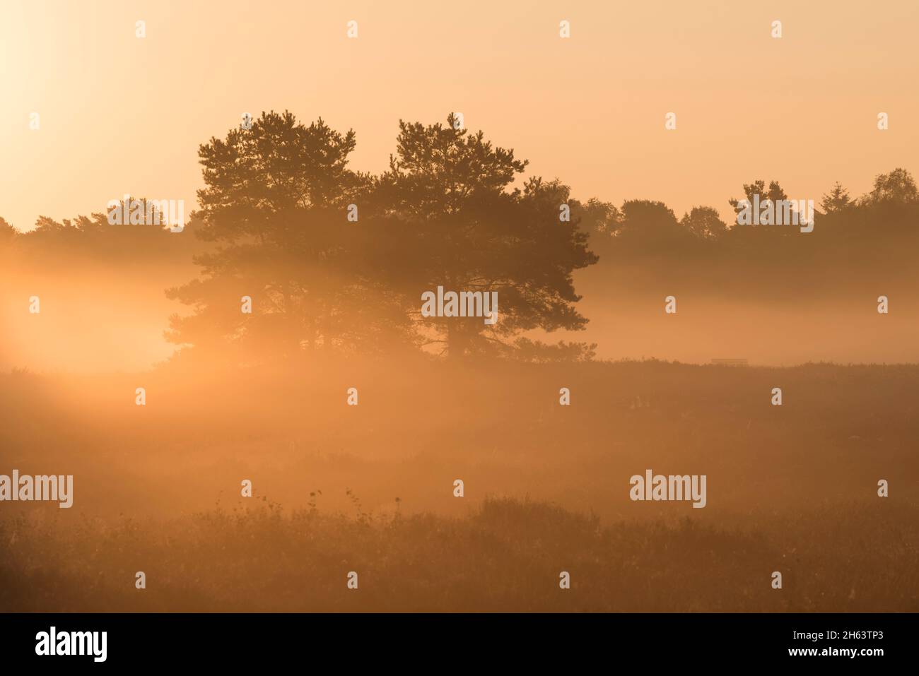 Morgenstimmung in der behringer heide,das Licht der aufgehenden Sonne erhellt den Nebel,einzelne Kiefern stehen in der Heide,Naturschutzgebiet bei behringen bei bispingen,naturpark lüneburger Heide,deutschland,niedersachsen Stockfoto