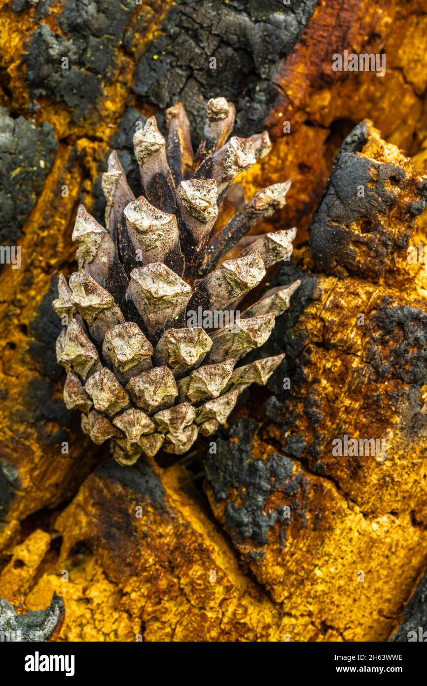 Kiefernzapfen, Waldstillleben, Stillleben in der Natur Stockfoto