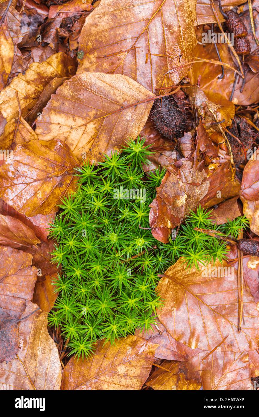 Nahaufnahme von Moos mit Herbstblättern, Stillleben im Wald, Hintergrundbild Stockfoto