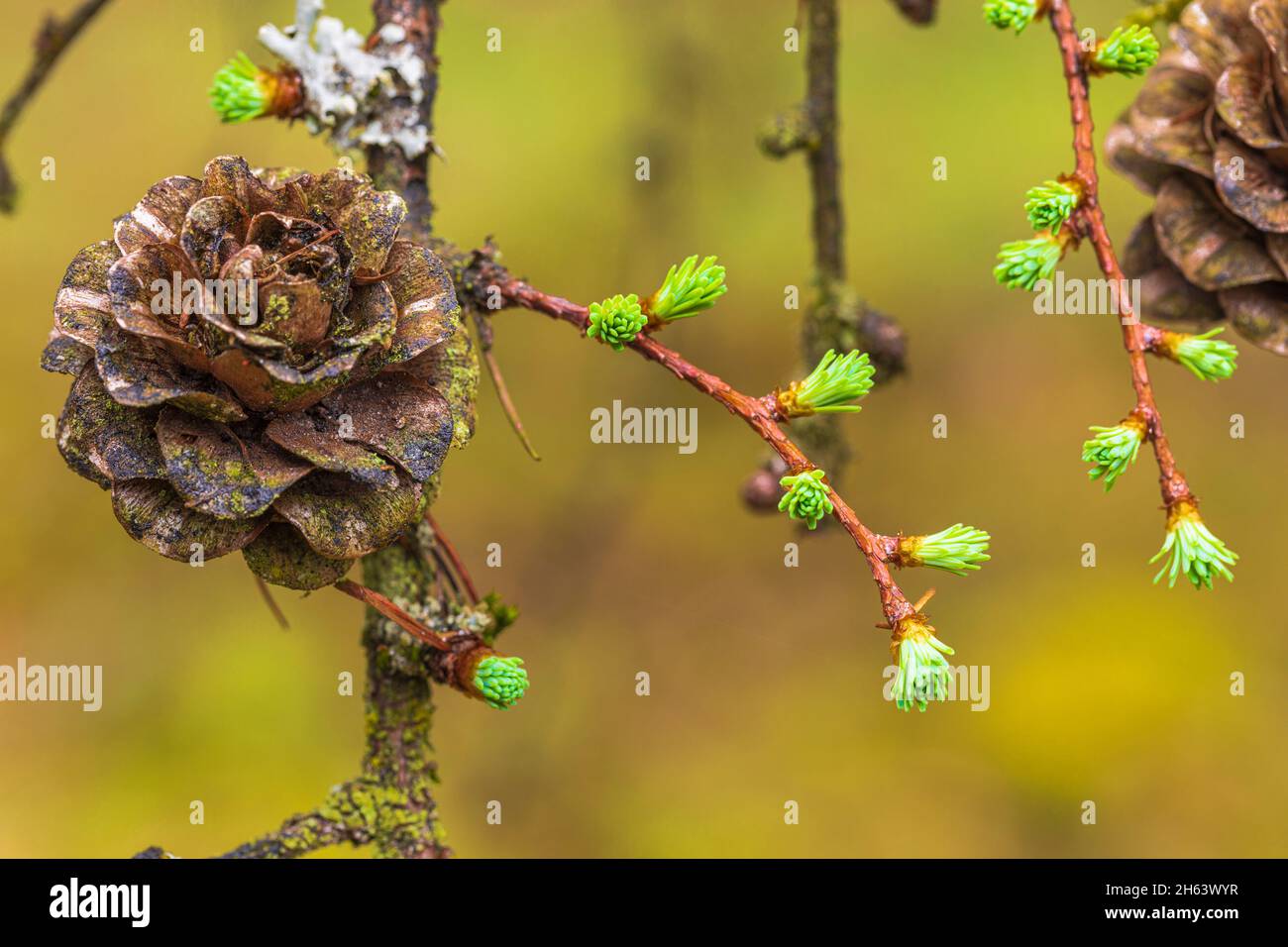 Lärchenzapfen, Waldstillleben, Natur im Detail Stockfoto