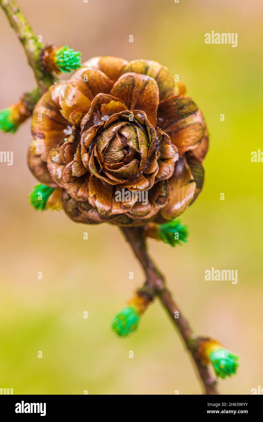 Lärchenzapfen, Waldstillleben, Natur im Detail Stockfoto