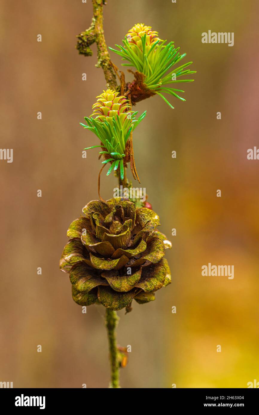Lärchenzapfen, Waldstillleben, Natur im Detail Stockfoto