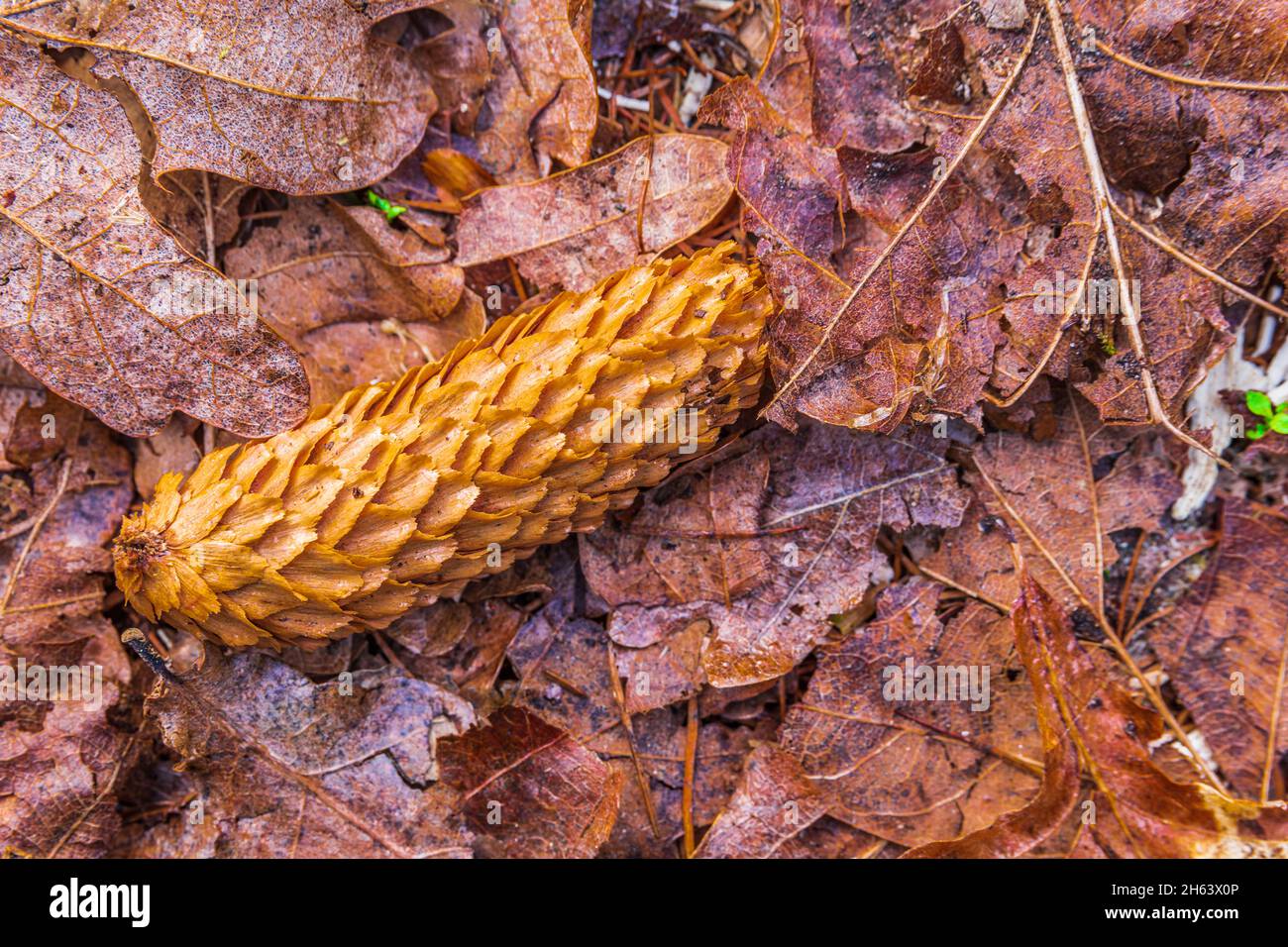 Fichtenkegel auf dem Waldboden Stockfoto