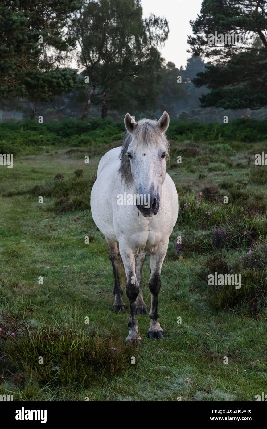england, hampshire, der neue Wald, weißes Pferd Stockfoto
