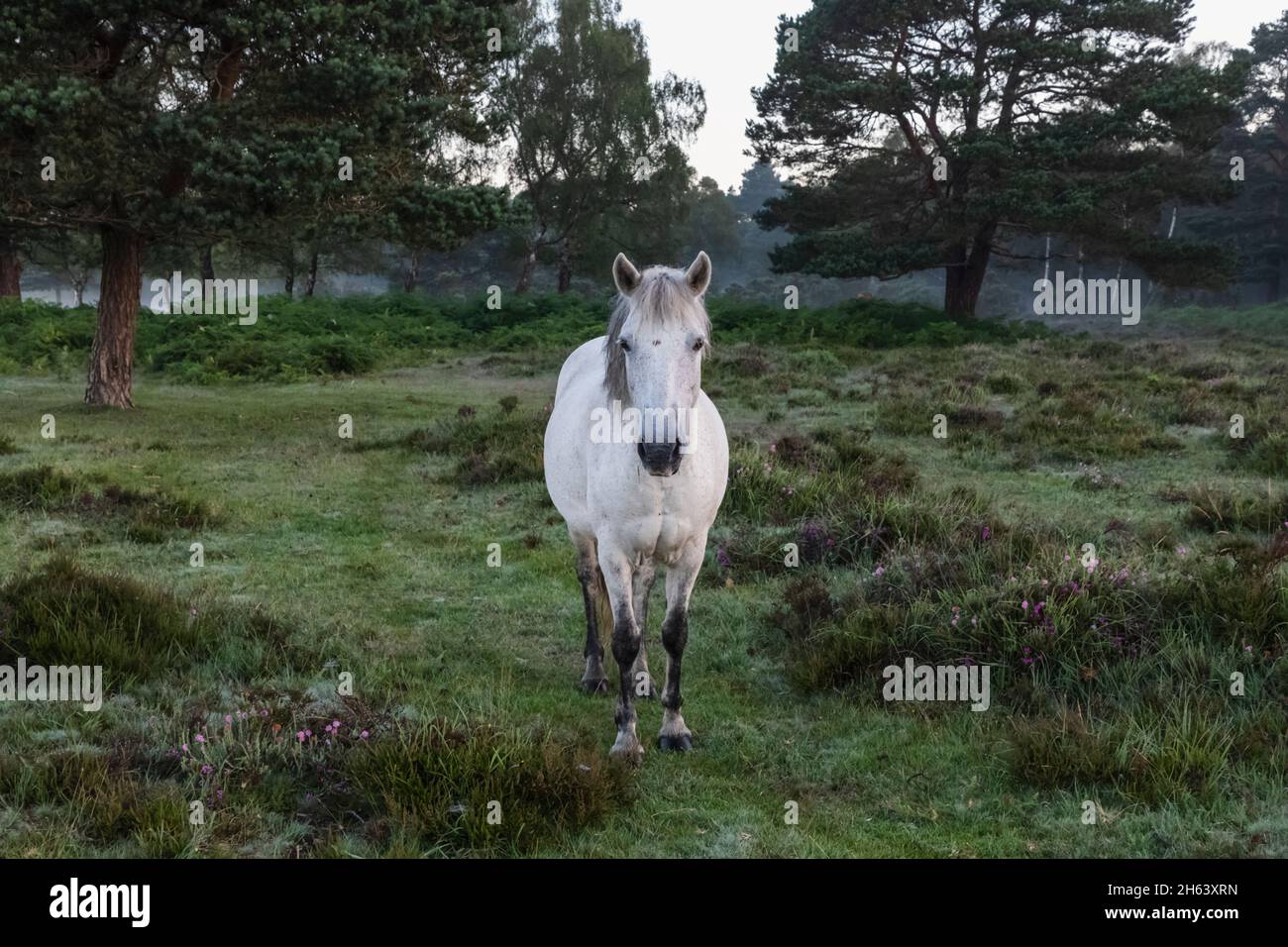 england, hampshire, der neue Wald, weißes Pferd Stockfoto