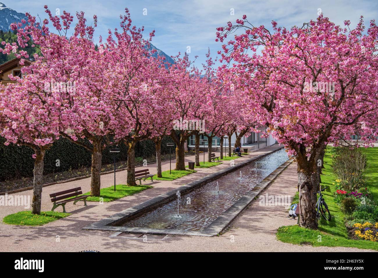 Blühende japanische Kirschbäume im Kurgarten mit Wasserbecken und Brunnen, berchtesgaden, berchtesgadener alpen, berchtesgadener Land, oberbayern, bayern, deutschland Stockfoto