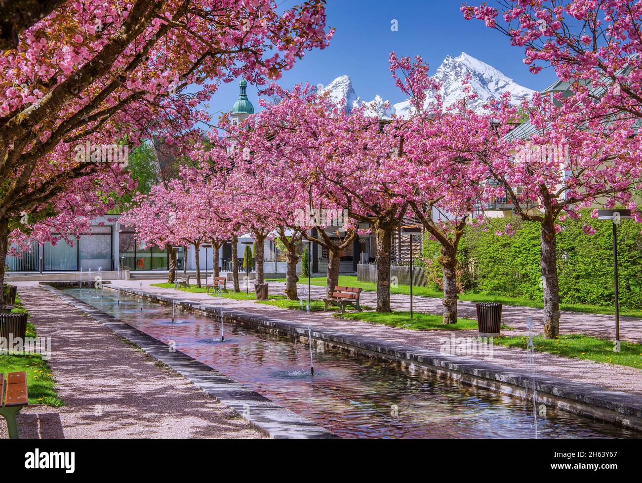 Blühende japanische Kirschbäume im Kurgarten mit Wasserbecken und Brunnen vor den watzmann 2713m, berchtesgaden, berchtesgadener alpen, berchtesgadener Land, oberbayern, bayern, deutschland Stockfoto