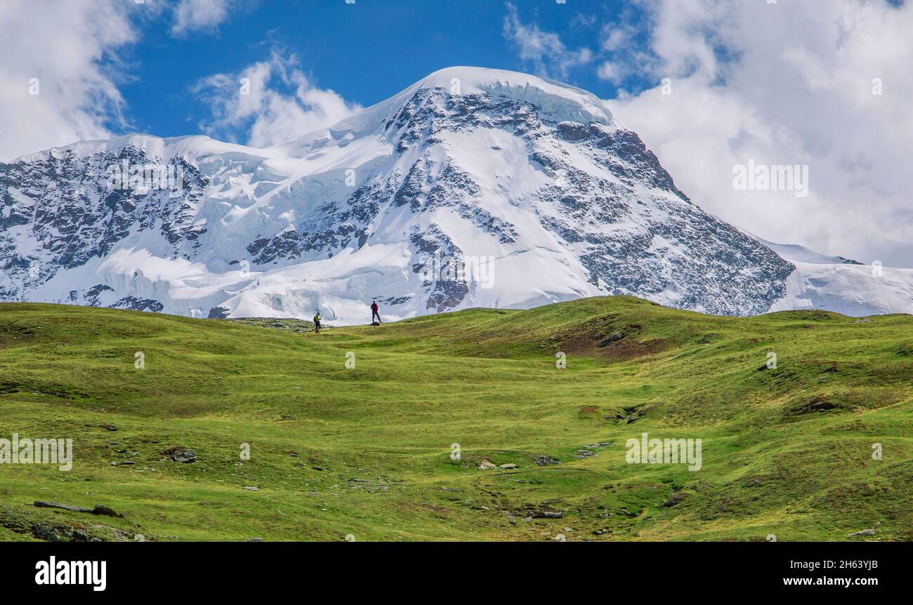 Bergwiesen auf dem riffelberg mit breithorn 4164m,zermatt,mattertal,walliser alpen,wallis,schweiz Stockfoto