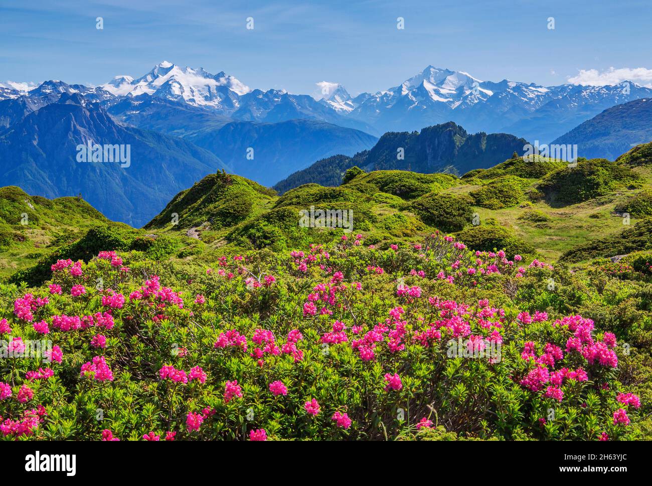 alpenrosenblüte mit einem Panorama auf den Gipfel des dom 4545m, matterhorn 4478m und weisshorn 4505m vom wandergebiet aletsch, riederalp, walliser alpen, wallis, schweiz Stockfoto