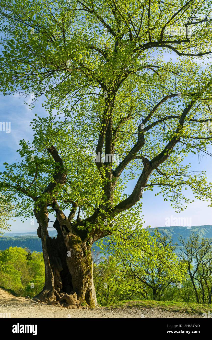 deutschland,baden-württemberg,sipplingen,die alte burkhart-Linde am Wanderweg am haldenhof,mit Blick auf den Bodensee. Stockfoto