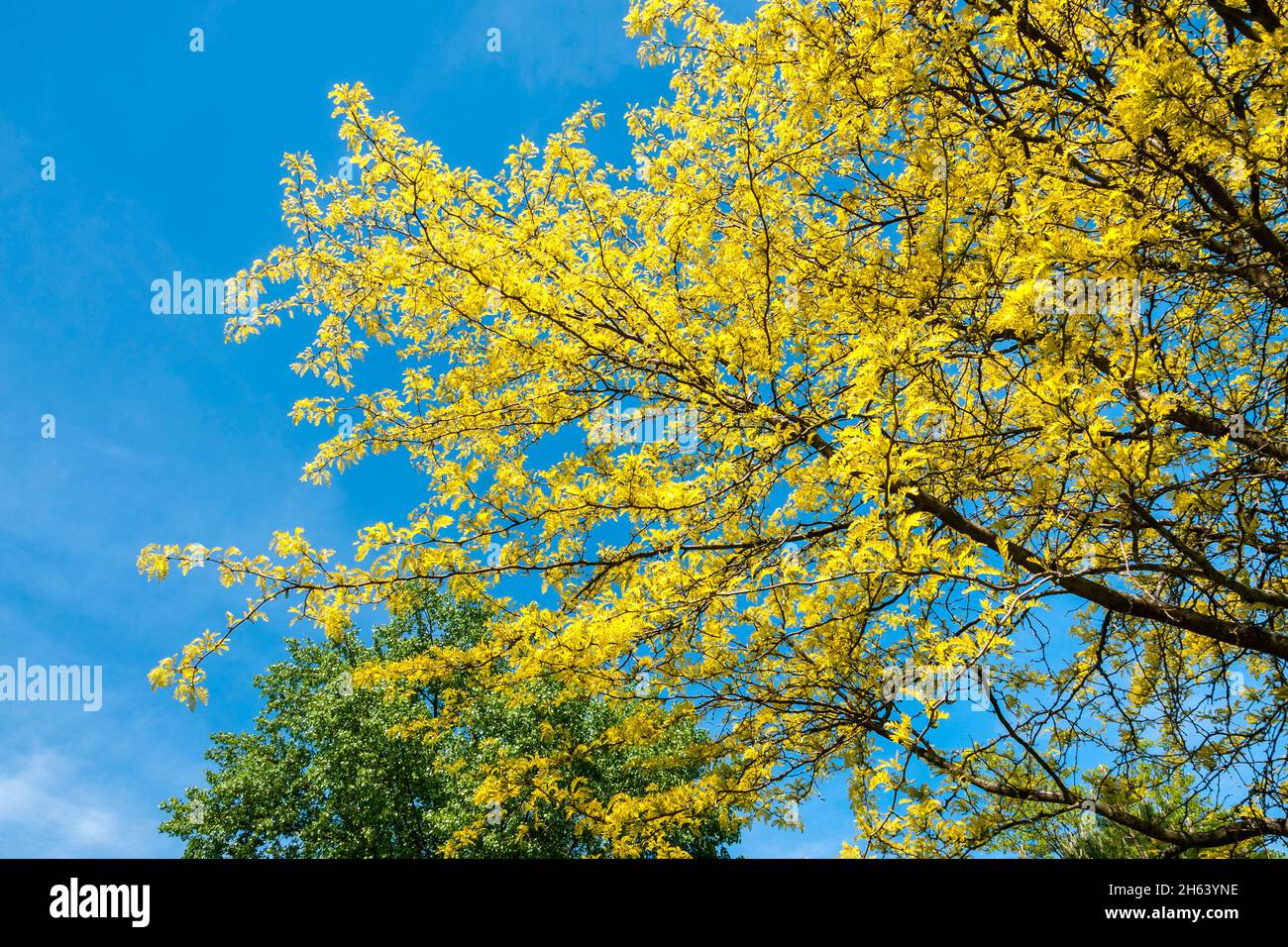 deutschland,baden-württemberg,bodman-ludwigshafen,unbekannter Baum,Kontrast blau gelb Stockfoto