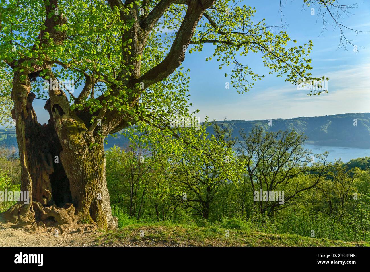 deutschland,baden-württemberg,sipplingen,die alte burkhart-Linde am Wanderweg am haldenhof,mit Blick auf den Bodensee. Stockfoto