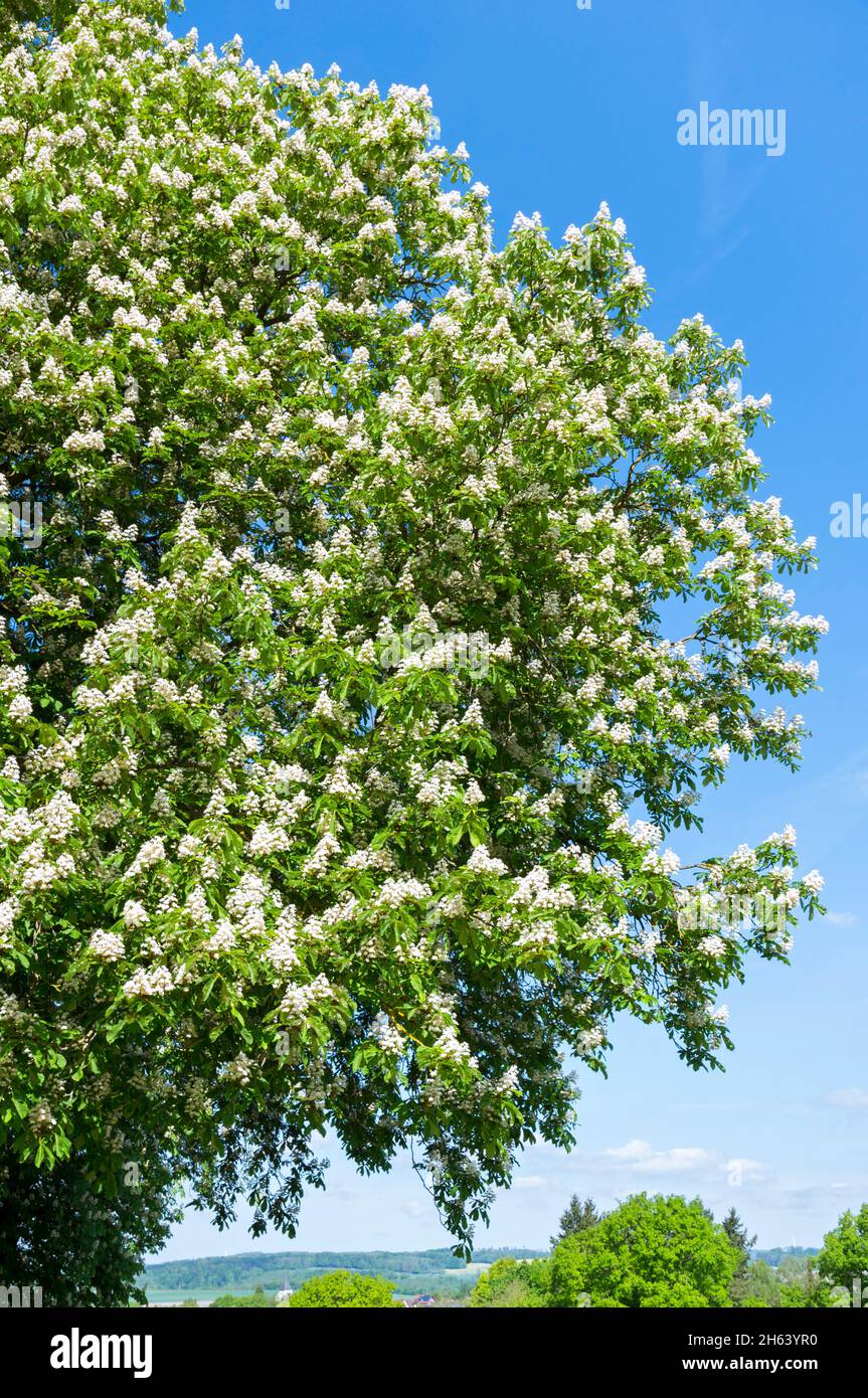 deutschland,baden-württemberg,kirchberg an der jagst,blühender Kastanienbaum, 'gemeine Rosskastanie',aesculus hippocastanum,Familie sacindacceae. Stockfoto