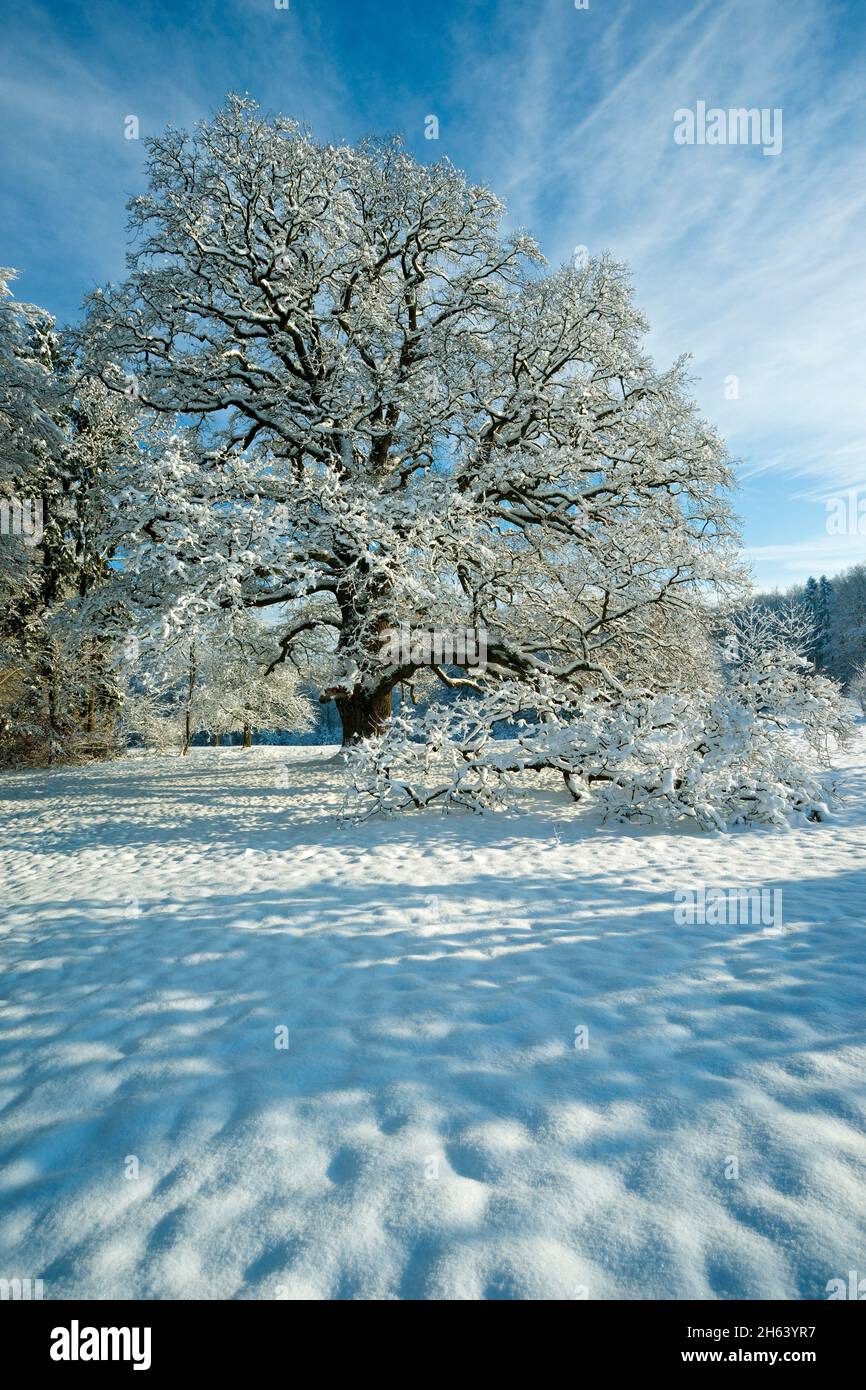 sulzeichen-Stieleiche, quercus robur, Winter das Naturdenkmal Sulzeichen bei Walddorf ist eine der größten Stieleichen in schönbuch. Das Sulzeichen wurde um 1550 gepflanzt. Stockfoto