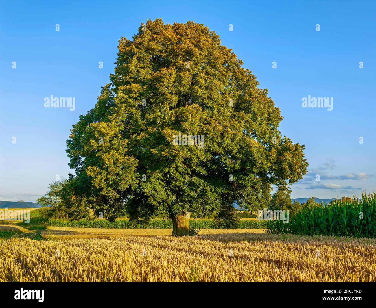 Winterlinden, tilia cordate, Getreidefeld, zwischen aichtal-grötzingen und wolfschlagen Stockfoto