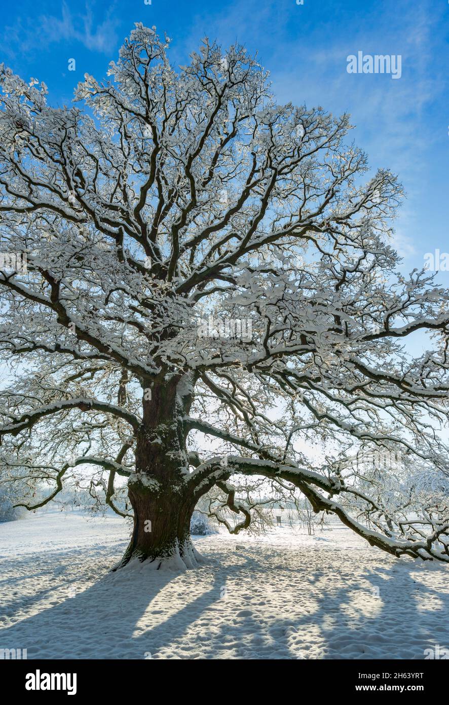 sulzeichen-Stieleiche, quercus robur, Winter das Naturdenkmal Sulzeichen bei Walddorf ist eine der größten Stieleichen in schönbuch. Das Sulzeichen wurde um 1550 gepflanzt. Stockfoto