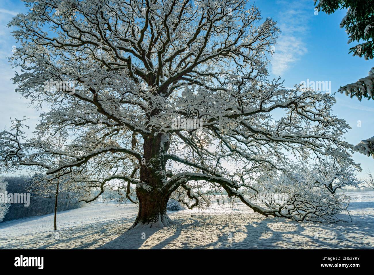 deutschland,baden-württemberg,walddorfhäslach,'Sulzeiche' stielige Eiche,quercus robur. Das Naturdenkmal Sulzeiche bei walddorf ist eine der größten Eichen in schönbuch. Das Sulzeichen wurde um 1550 gepflanzt. Stockfoto