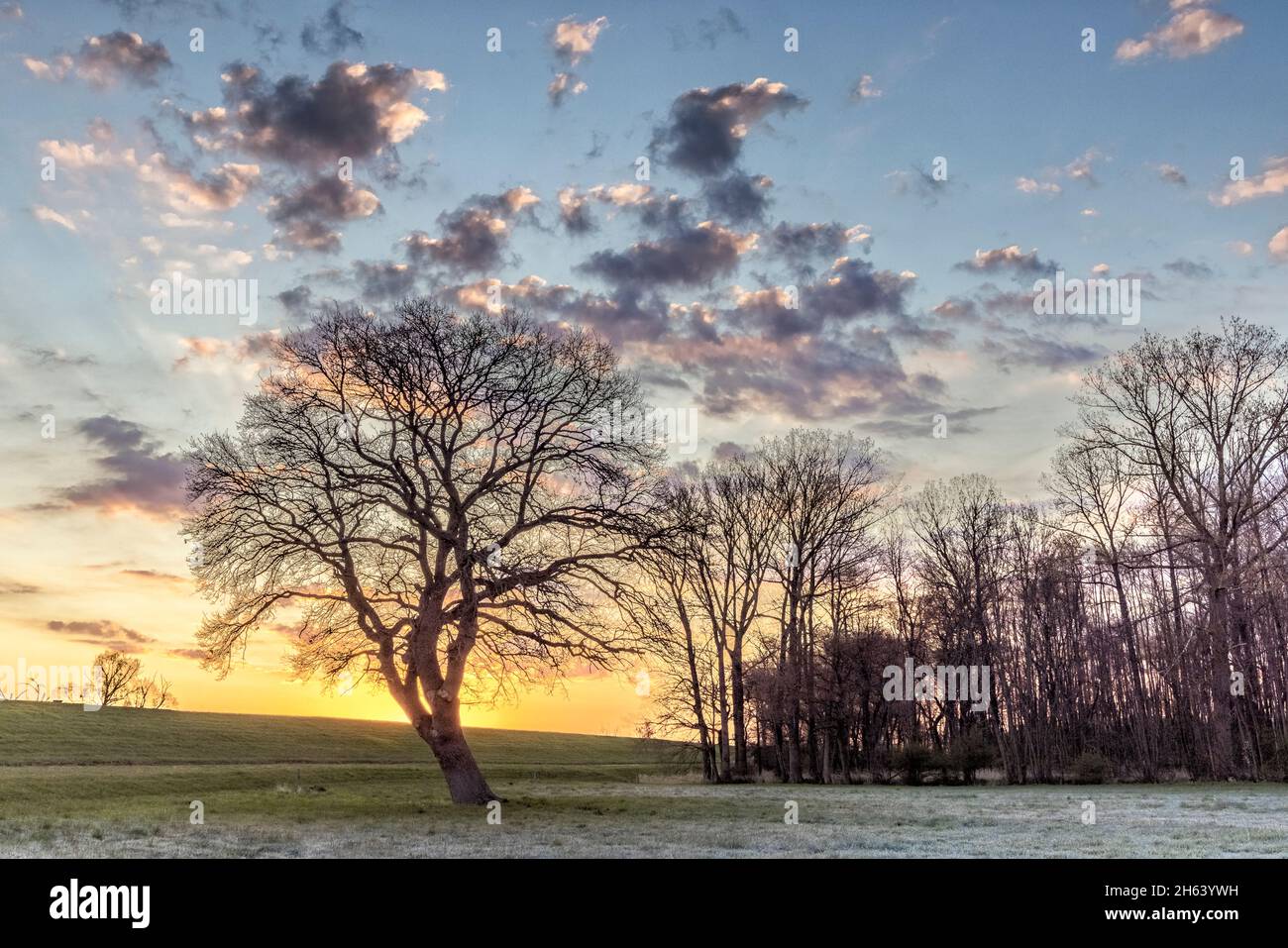 Am Morgen Eiche hinter dem elbdeich bei Garlstorf Stockfoto