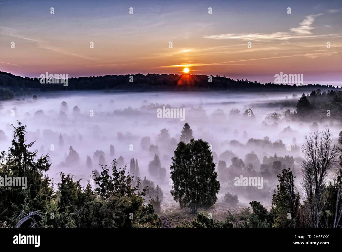 Der Totengrund in der lüneburger Heide am Morgen mit Bodennebel Stockfoto